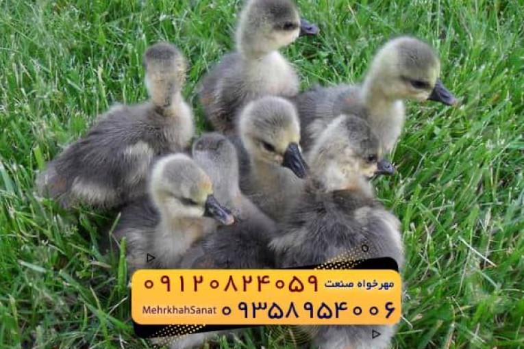 فروش جوجه غاز گوشتی