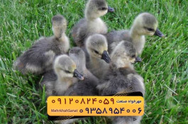 فروش جوجه غاز گوشتی