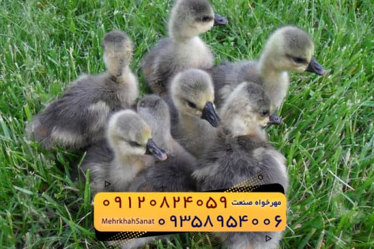 فروش جوجه غاز گوشتی ارسال به سراسر کشور