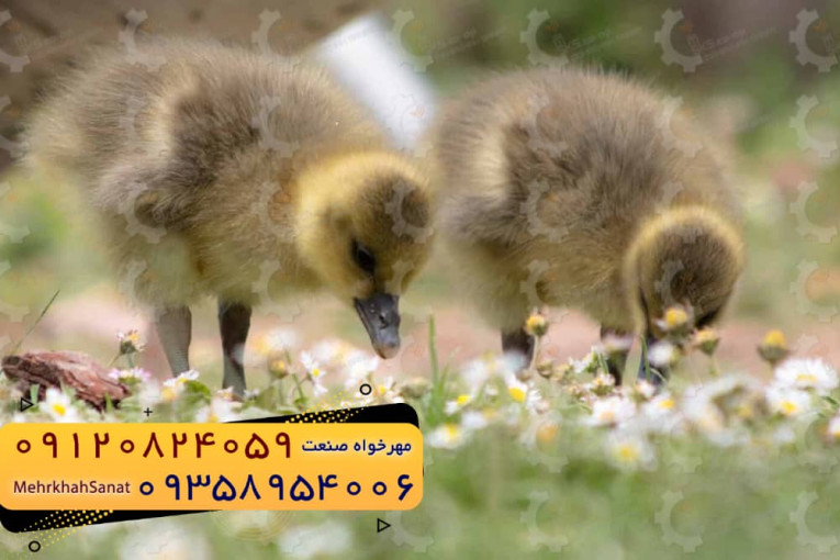 فروش جوجه غاز گوشتی ارسال به سراسر کشور