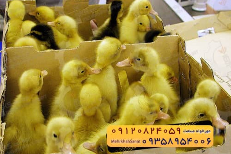 جوجه اردک گوشتی