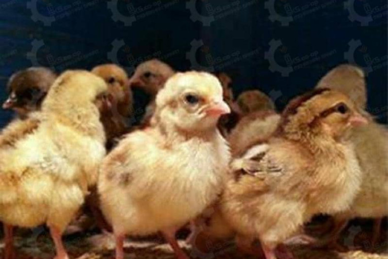 جوجه مرغ بومی