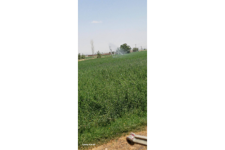 5هکتار زمین کشاورزی باغ یونجه 