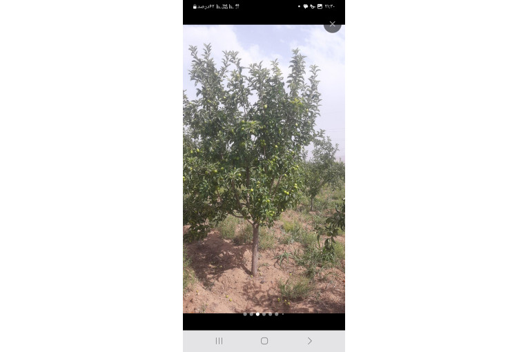 5هکتار زمین کشاورزی باغ یونجه 